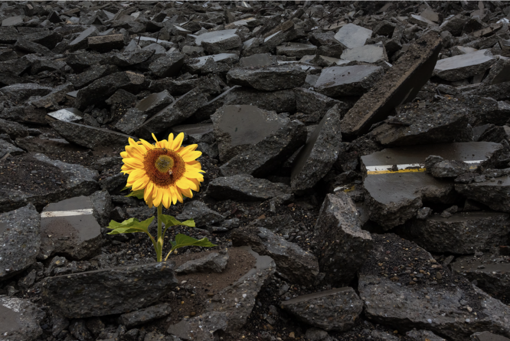 Finding Beauty in Life's Unexpected Turns