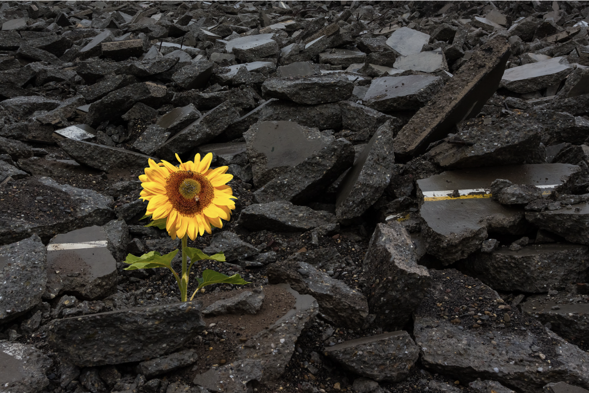 Finding Beauty in Life's Unexpected Turns