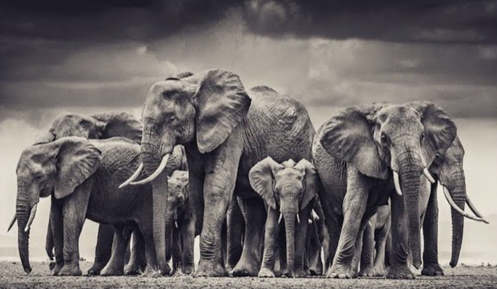 Tribe