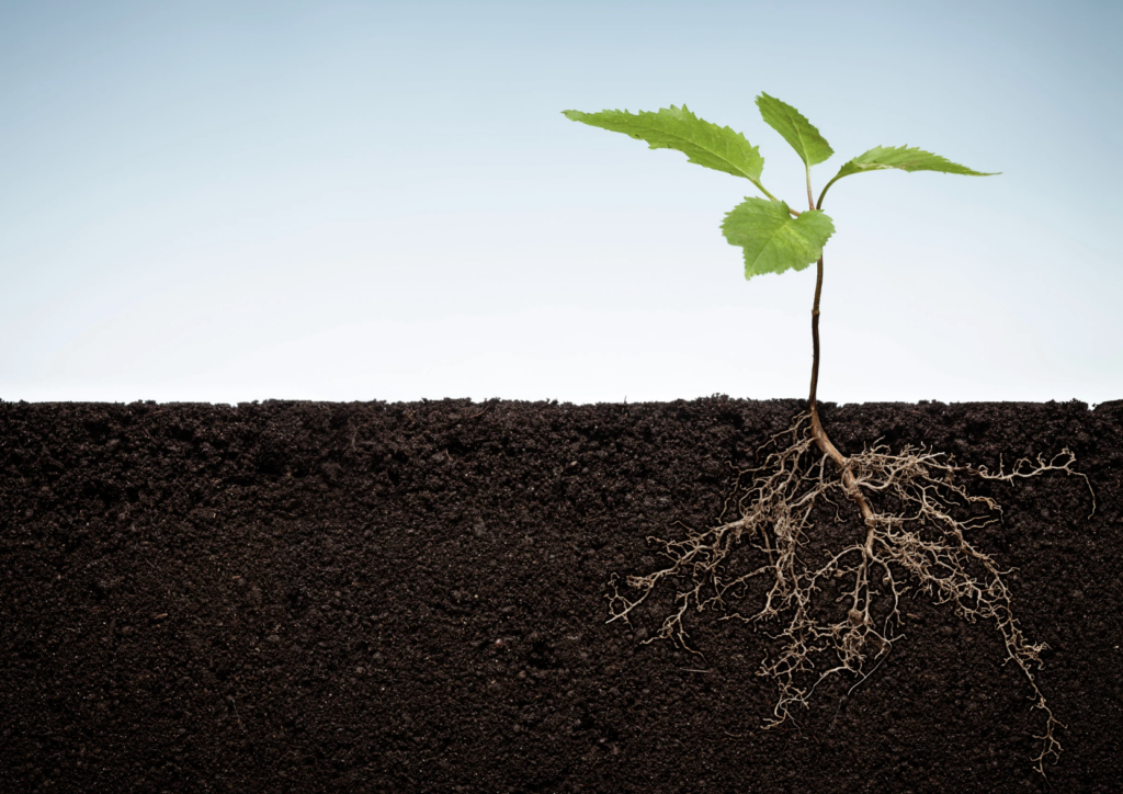 roots